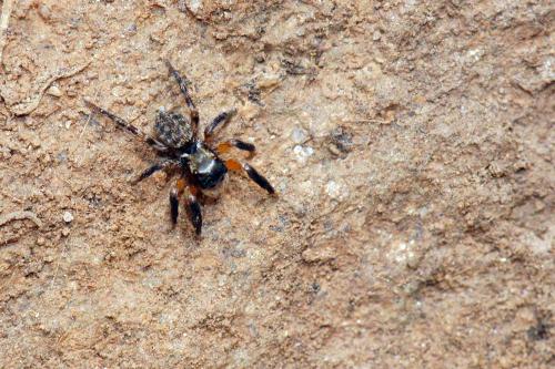 Euophrys innotata