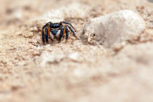 Euophrys innotata