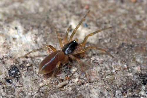 Harpactea hombergi