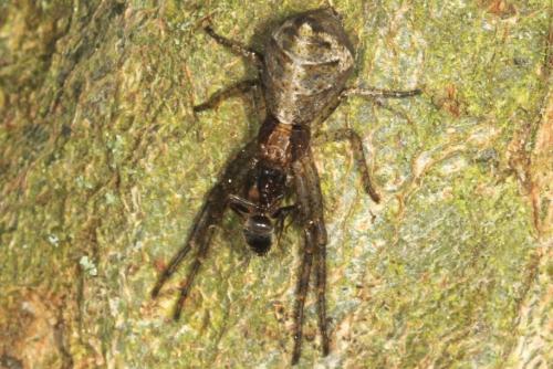 Réf. 101 311 : Tmarus sp.