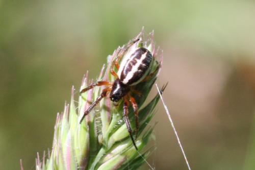 Réf. 101 051 : Singa nitidula