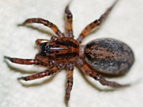 Arctosa personata
