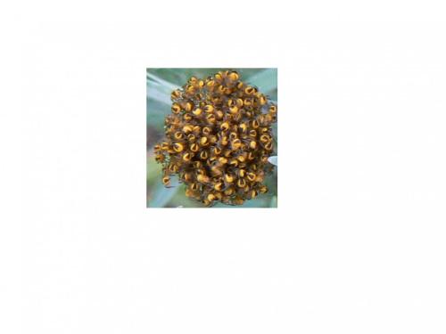 Araneus diadematus