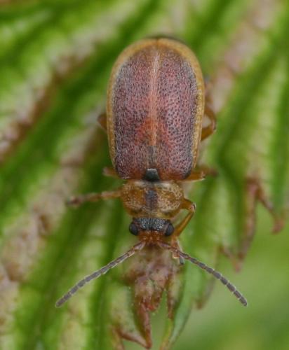 Galerucella tenella