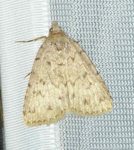 Autophila cataphanes