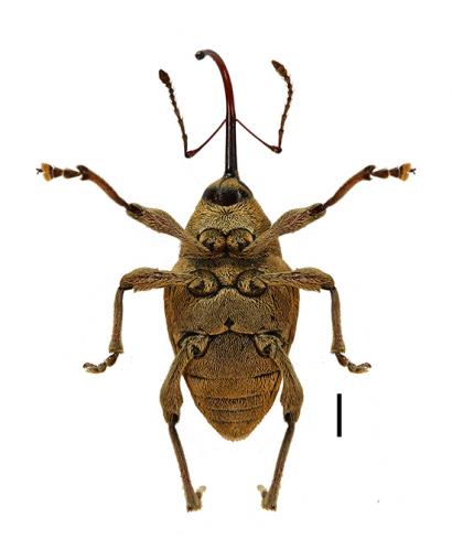 Réf. 101 503 : Curculio nucum