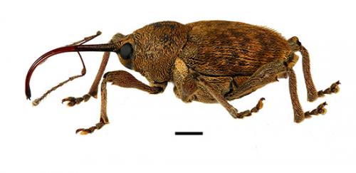 Réf. 101 501 : Curculio nucum