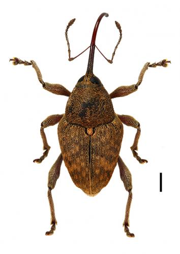 Réf. 101 502 : Curculio nucum