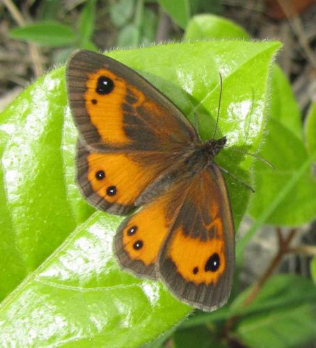 Réf. 101 758 : Pyronia bathseba