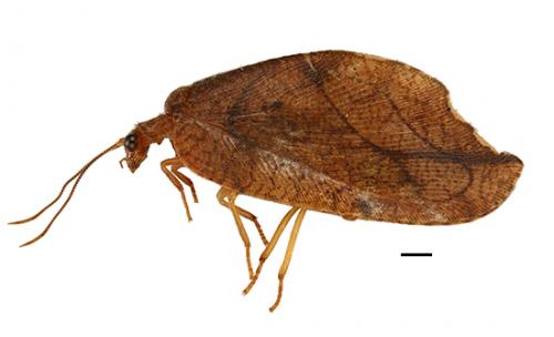 Drepanepteryx phalaenoides