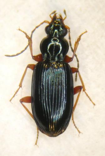 Bembidion decorum