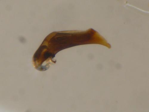 Bembidion decorum