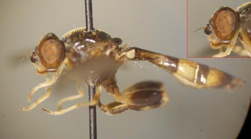 Sphegina clunipes