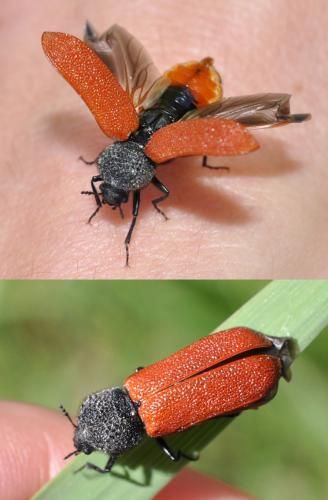 Bostrichus capucinus