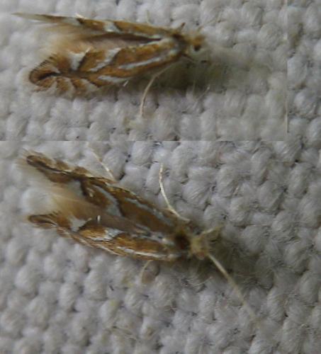 Réf. 101 524 : Phyllonorycter sp.