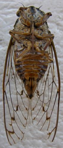 Cicada orni