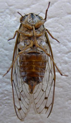 Cicada orni