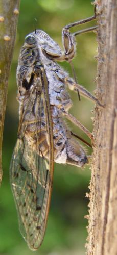 Cicada orni