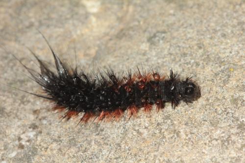 Hyphoraia testudinaria