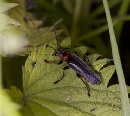Cantharis fusca