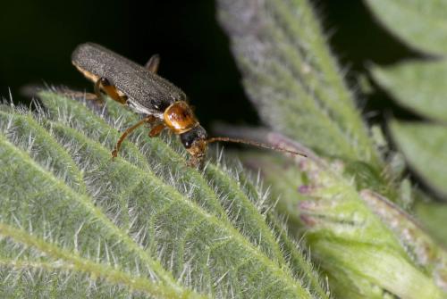 Cantharis sp.