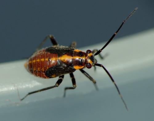 Réf. 101 802 : Capsodes flavomarginatus