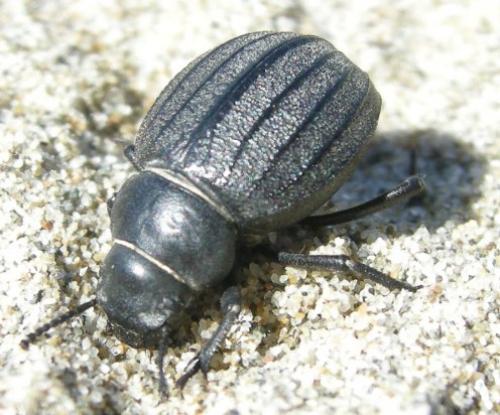 Pimelia muricata