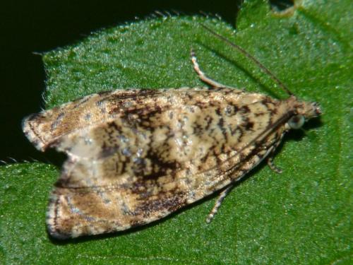 Celypha rurestrana