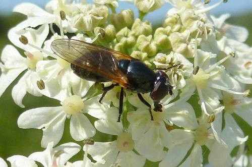 Cheilosia impressa