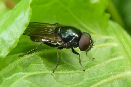 Cheilosia ranunculi