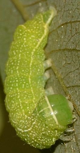 Orthosia cerasi