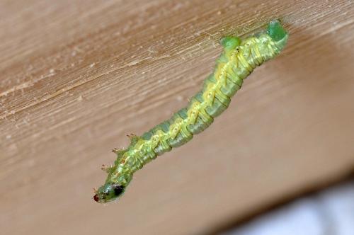 Operophtera brumata