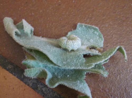 Cucullia verbasci