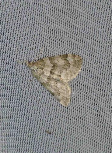 Chloroclysta miata