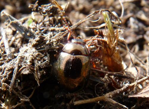 Chrysolina peregrina