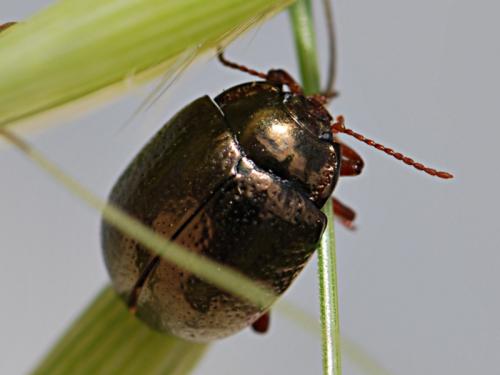 Chrysolina bankii