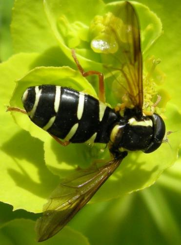 Réf. 101 168 : Philhelius citrofasciatum