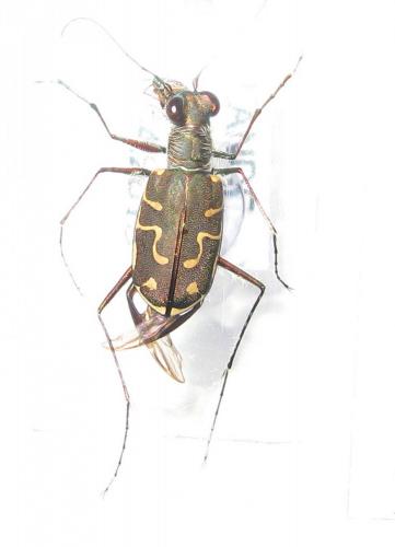 Réf. 101 907 : Calomera angulata