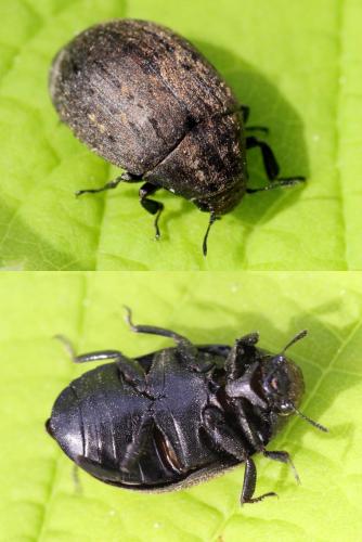 Byrrhus sp.