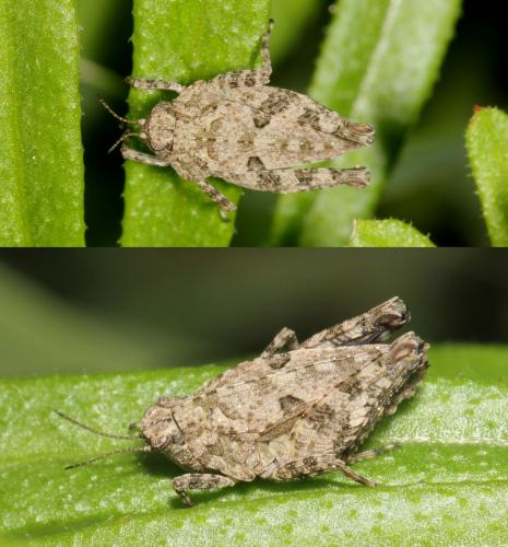 Réf. 101 559 : Tetrix tenuicornis