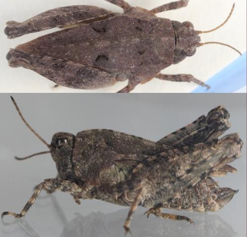 Tetrix tenuicornis