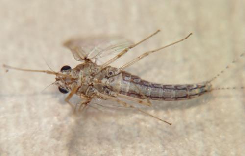 Réf. 101 449 : Cloeon dipterum
