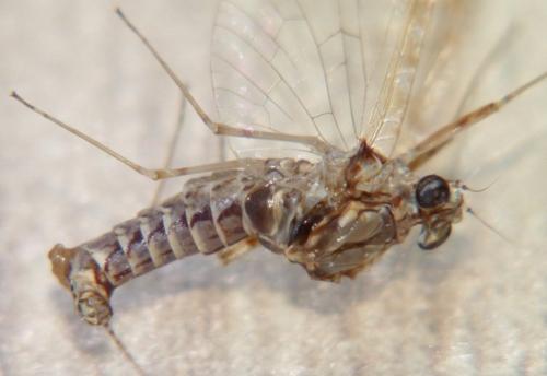 Cloeon dipterum