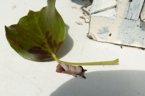 Clostera curtula
