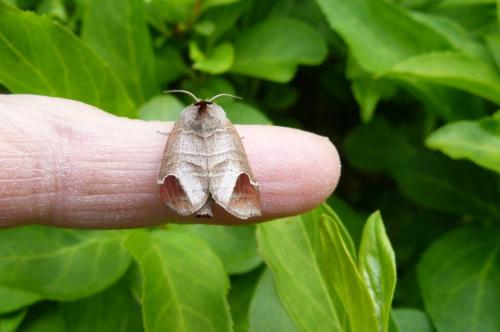 Clostera curtula