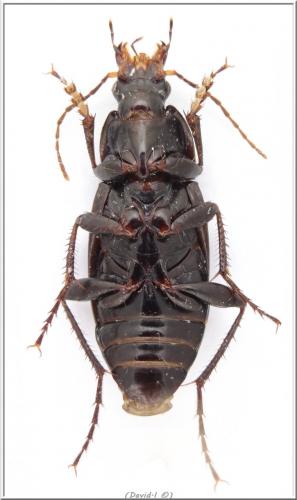 Calathus fuscipes