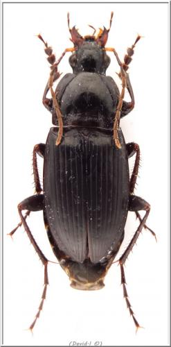 Calathus fuscipes