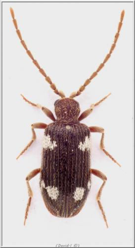 Réf. 101 833 : Ptinus sexpunctatus