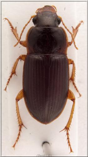Harpalus sp.