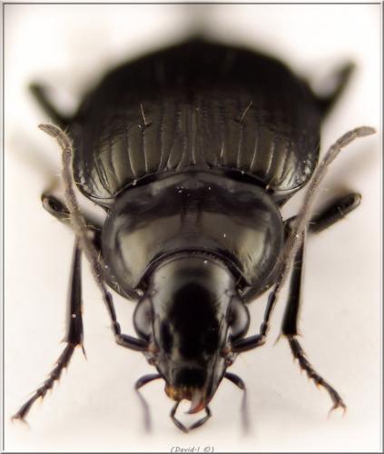 Réf. 101 261 : Agonum sp.
